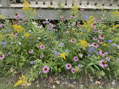 Biodiversité et strates végétales